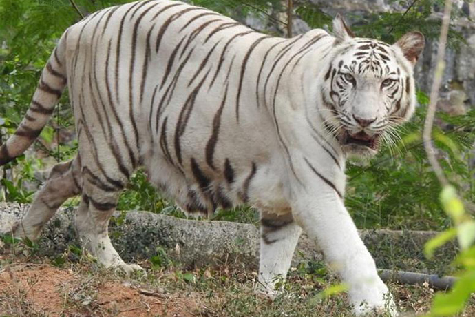 The Newly Arrived White Tigress at Pilikula Biological Park is ...