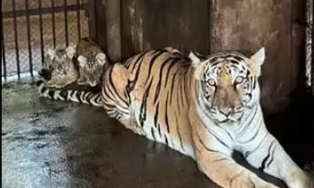 Total Count of Tigers at Pilikula Biological Park Reached 10 as Tigress Rani Gives Birth to Two Cubs