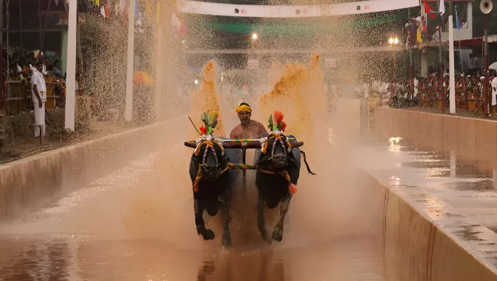 Udupi Kambala Association Gets Government’s Recognition