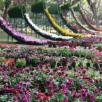 Floral Replica of Vande Bharat to be The Main Attraction at Mangalore’s Kadri Park Flower Show: Click to Know
